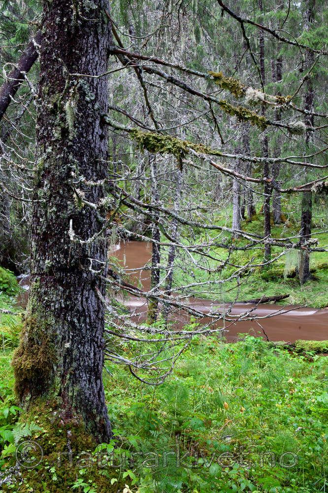 KA_110817_4202 / Lobaria pulmonaria / Lungenever