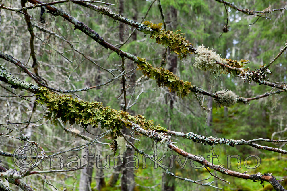 KA_110817_4204 / Lobaria pulmonaria / Lungenever