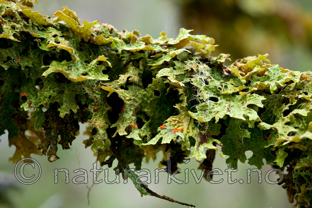 KA_110817_4205 / Lobaria pulmonaria / Lungenever