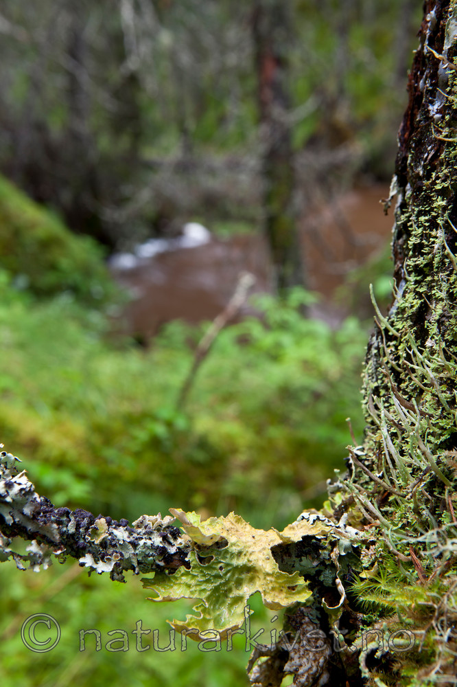 KA_110817_4207 / Lobaria pulmonaria / Lungenever