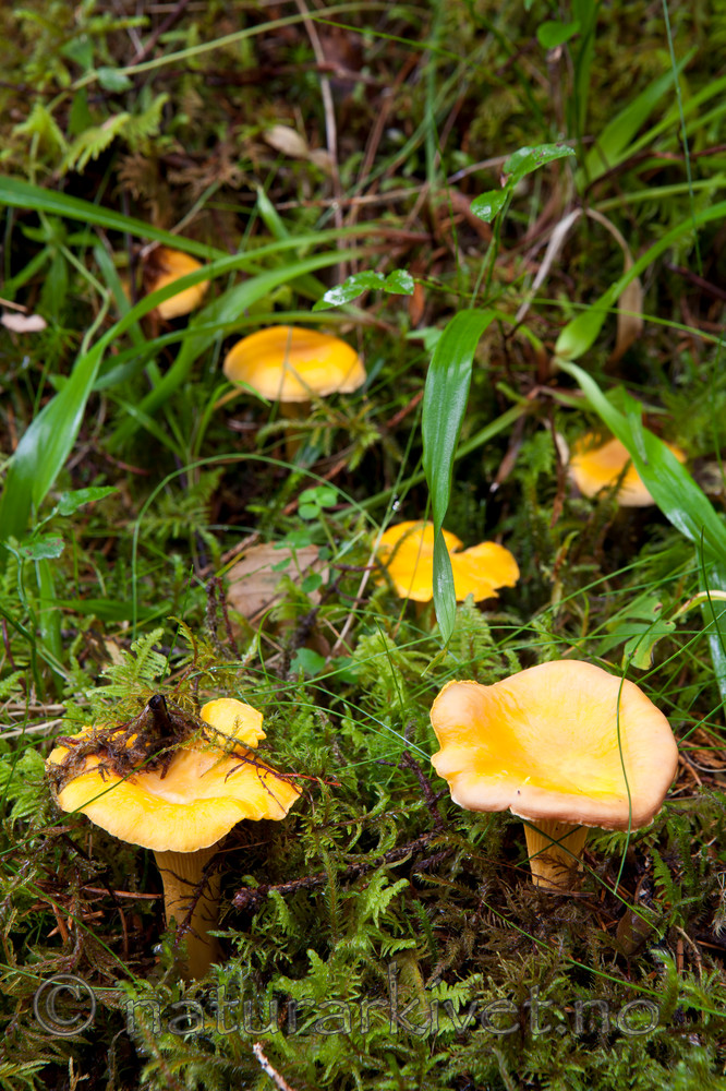 KA_110817_4221 / Cantharellus cibarius / Kantarell