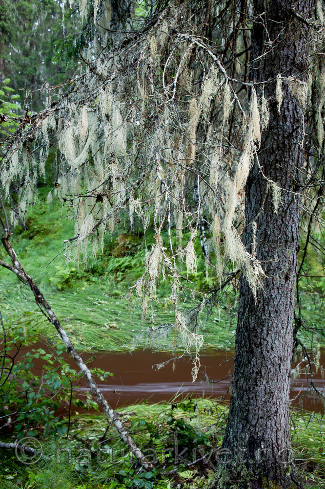 KA_110817_4232 / Ramalina thrausta / Trådragg