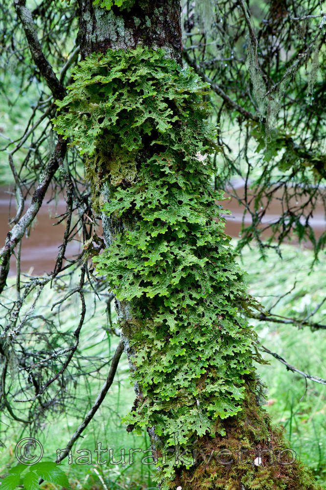 KA_110817_4239 / Lobaria pulmonaria / Lungenever
