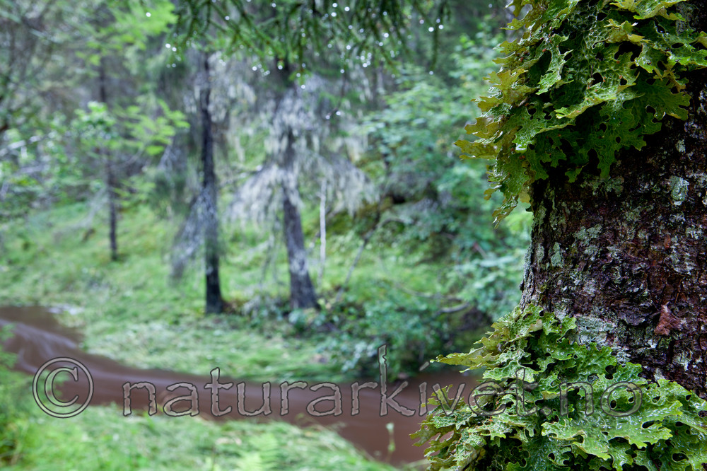 KA_110817_4245 / Lobaria pulmonaria / Lungenever