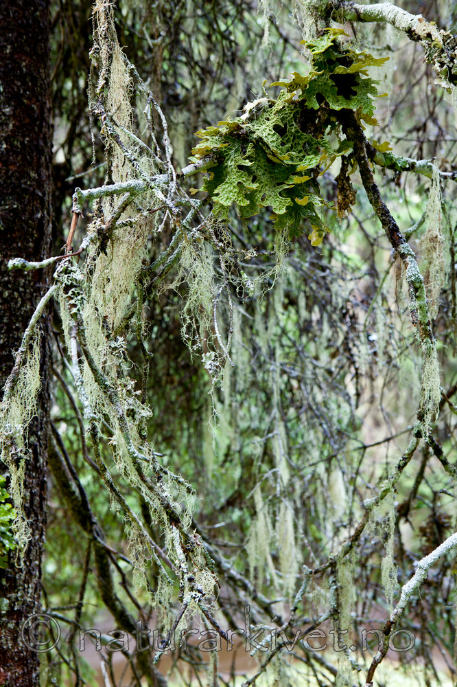 KA_110817_4248 / Lobaria pulmonaria / Lungenever <br /> Ramalina thrausta / Trådragg