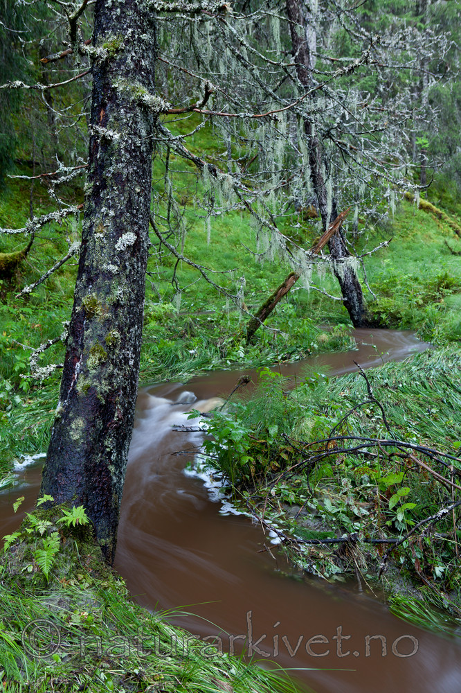 KA_110817_4254 / Ramalina thrausta / Trådragg