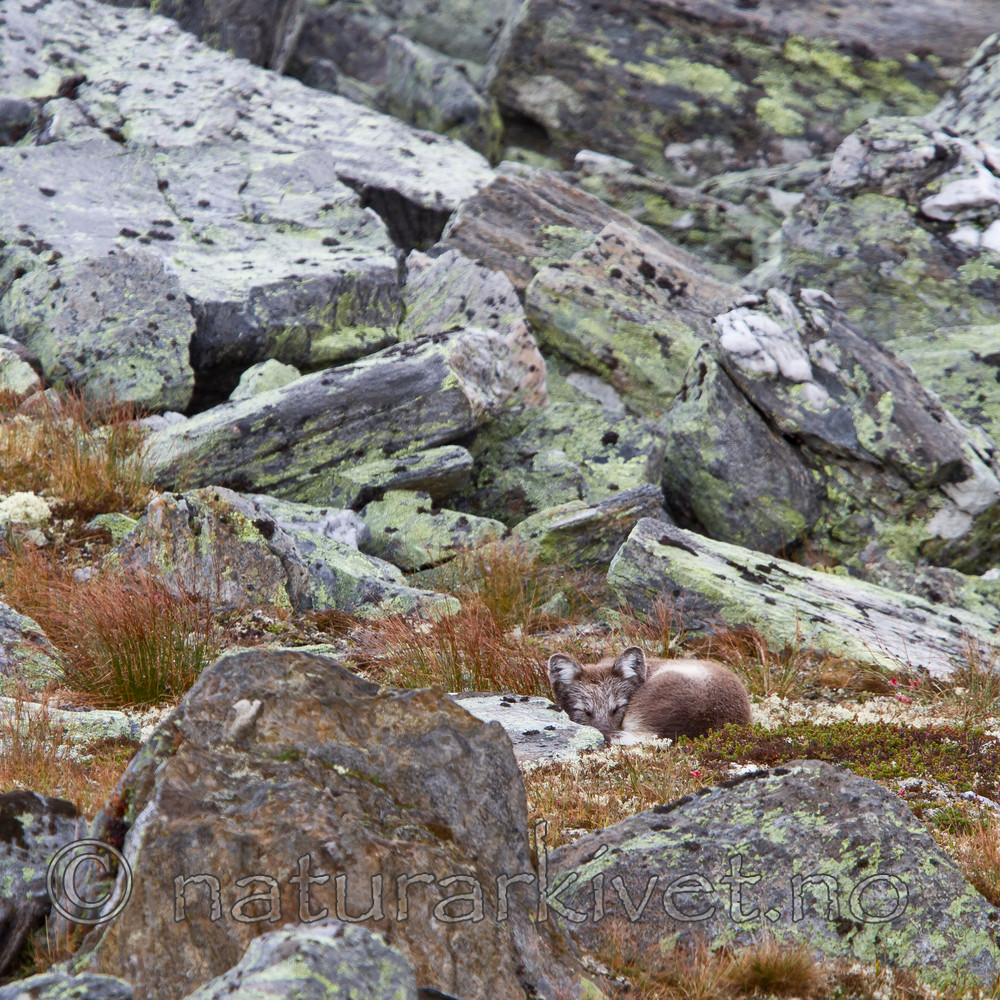 KA_110820_4049 / Vulpes lagopus / Fjellrev