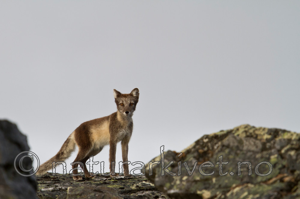 KA_110820_4062 / Vulpes lagopus / Fjellrev
