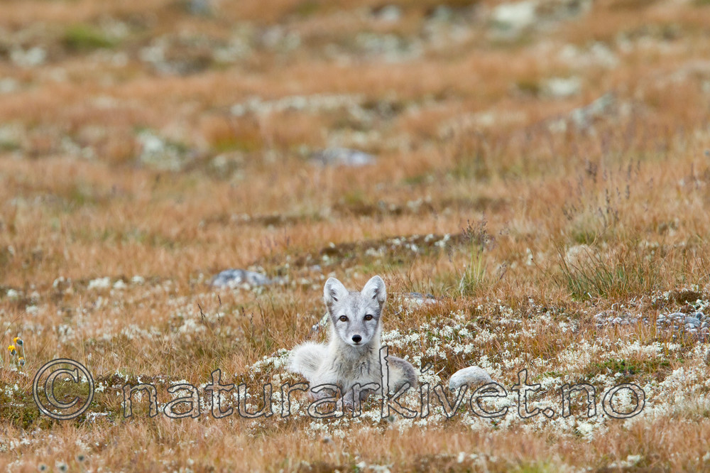 KA_110821_4082 / Vulpes lagopus / Fjellrev
