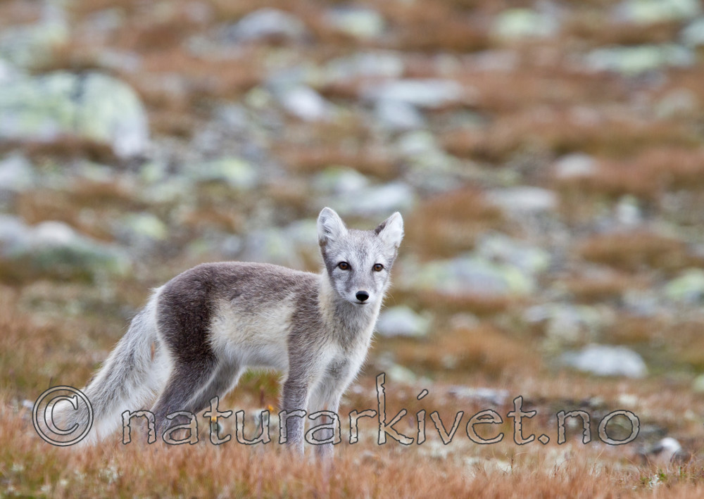 KA_110821_4087 / Vulpes lagopus / Fjellrev