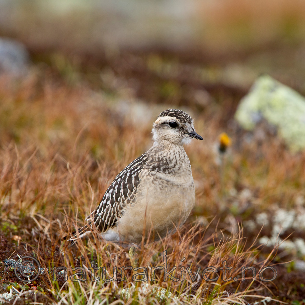 KA_110821_4111 / Charadrius morinellus / Boltit