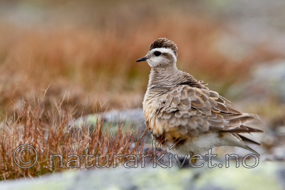KA_110821_4119 / Charadrius morinellus / Boltit