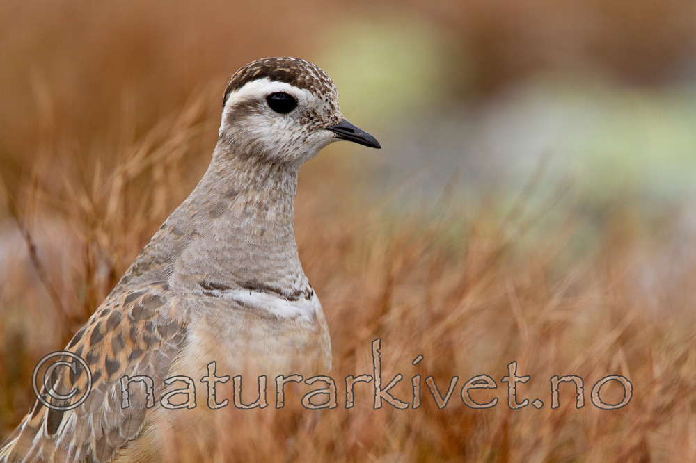 KA_110821_4127 / Charadrius morinellus / Boltit