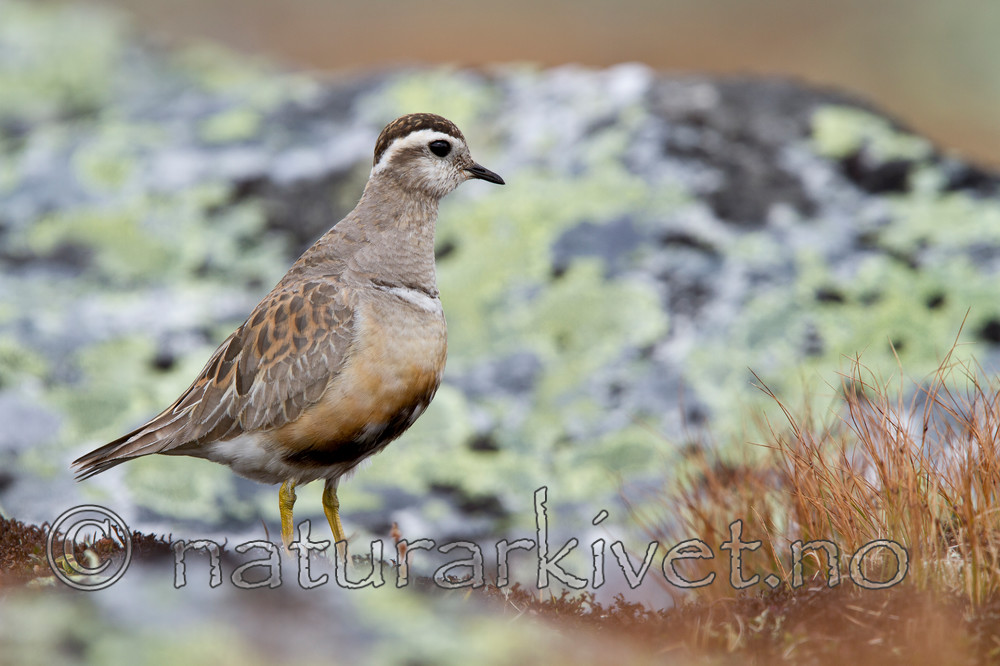 KA_110821_4134 / Charadrius morinellus / Boltit