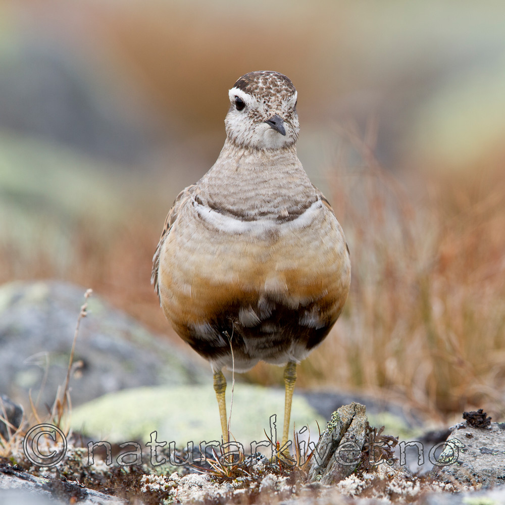KA_110821_4153 / Charadrius morinellus / Boltit