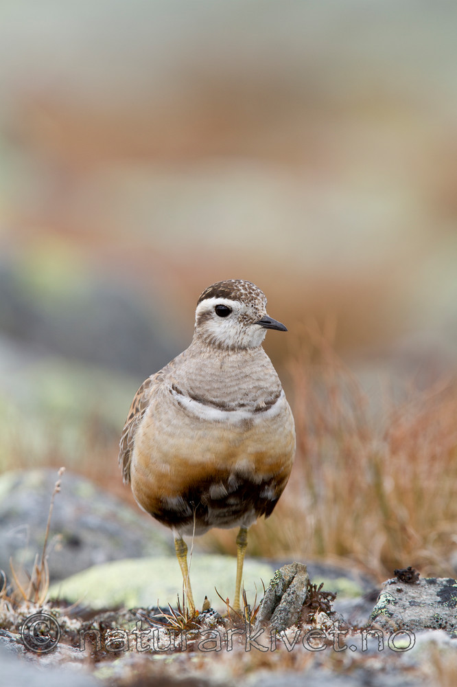 KA_110821_4155 / Charadrius morinellus / Boltit