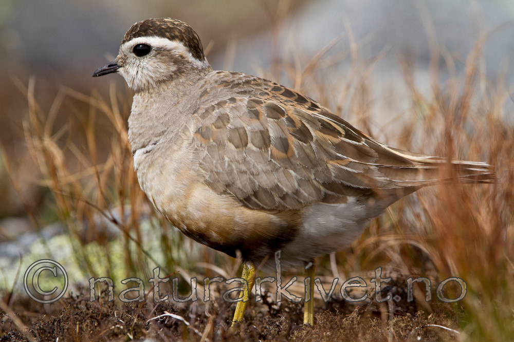 KA_110821_4165 / Charadrius morinellus / Boltit