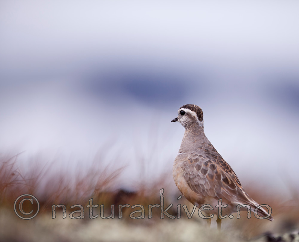 KA_110821_4166 / Charadrius morinellus / Boltit