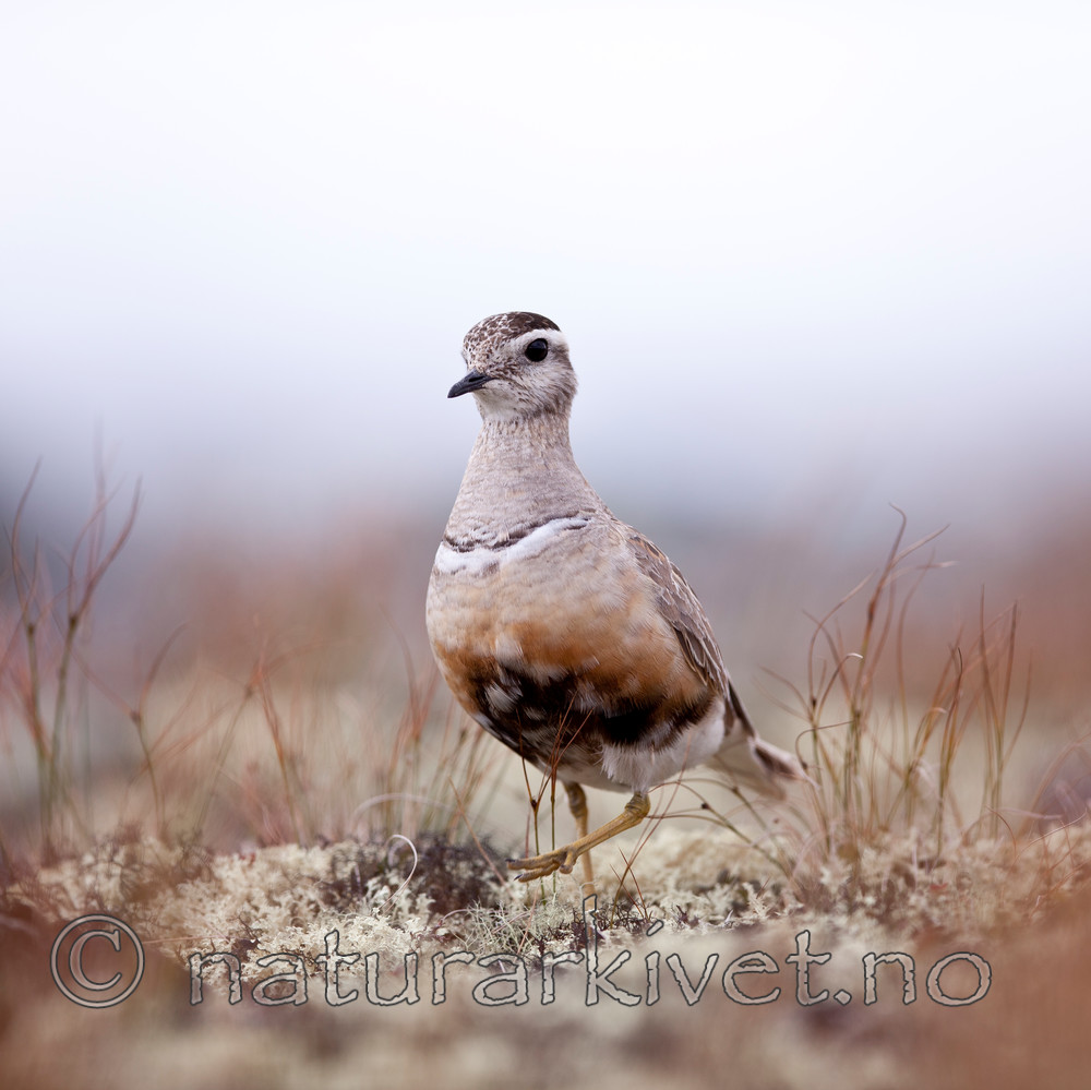 KA_110821_4170 / Charadrius morinellus / Boltit