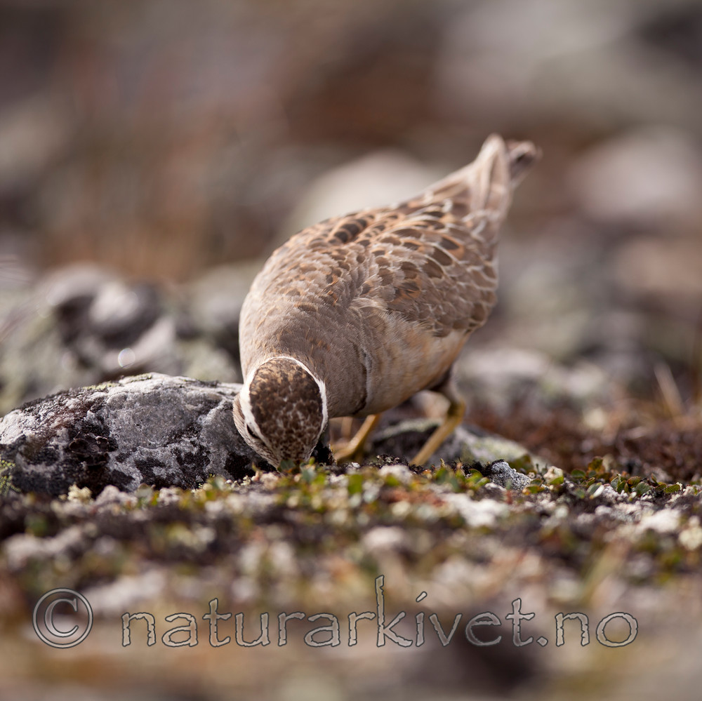 KA_110821_4172 / Charadrius morinellus / Boltit
