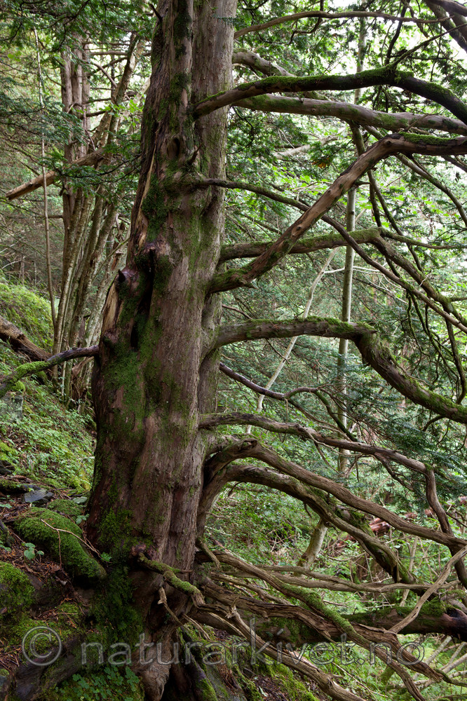 KA_110830_3045 / Taxus baccata / Barlind