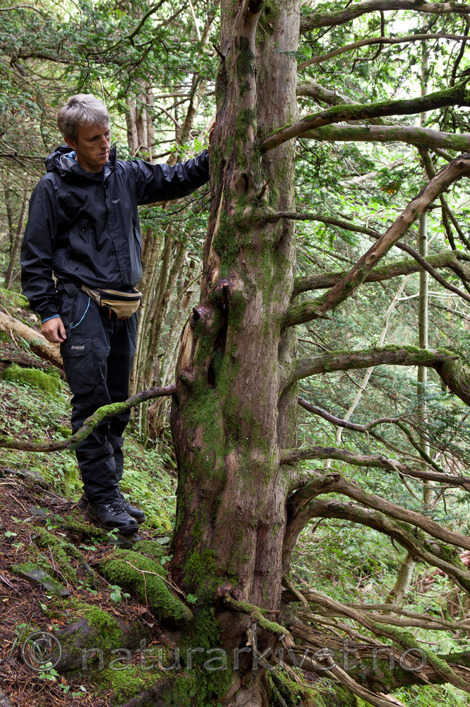 KA_110830_3046 / Taxus baccata / Barlind