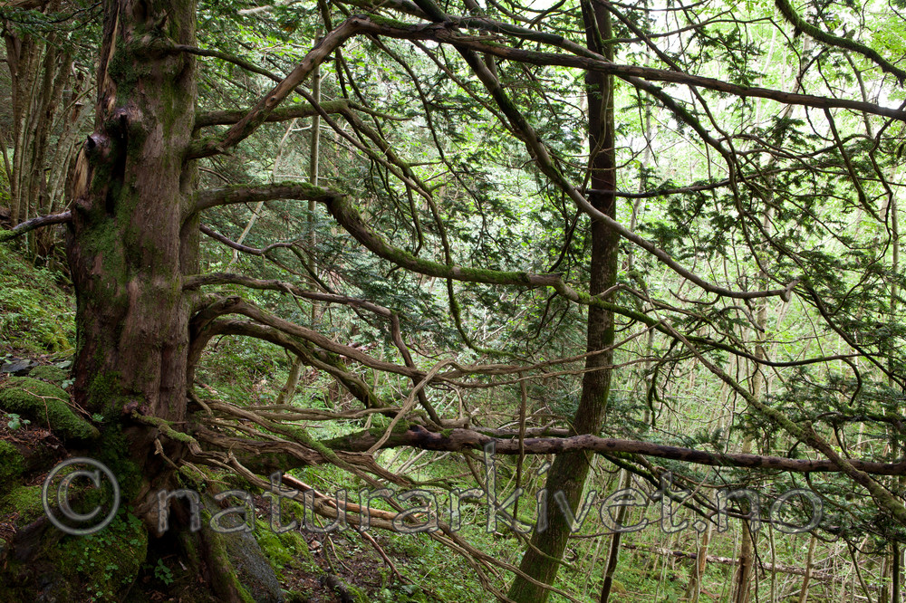 KA_110830_3047 / Taxus baccata / Barlind