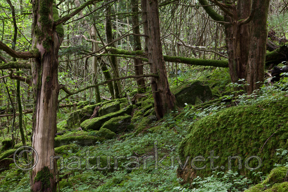 KA_110830_3050 / Taxus baccata / Barlind