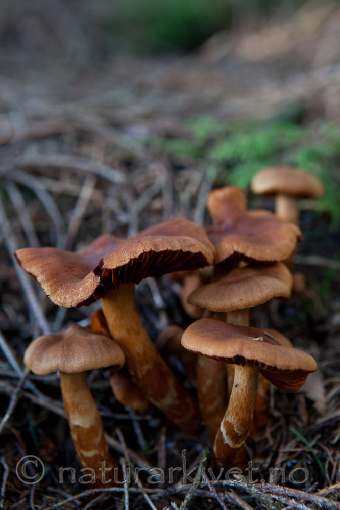KA_110831_3659 / Cortinarius rubellus / Spiss giftslørsopp