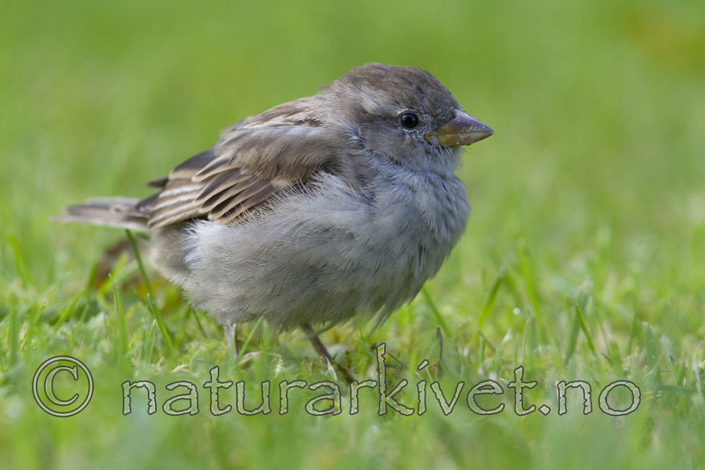 KA_110831_4511 / Passer domesticus / Gråspurv