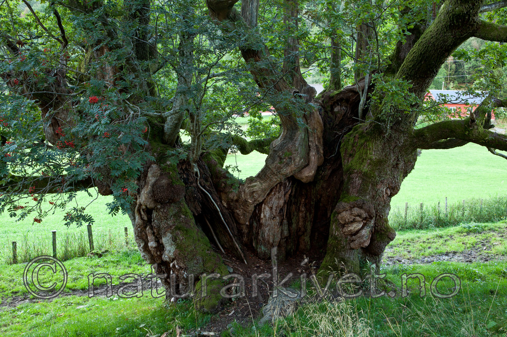 KA_110901_7341 / Quercus robur / Sommereik