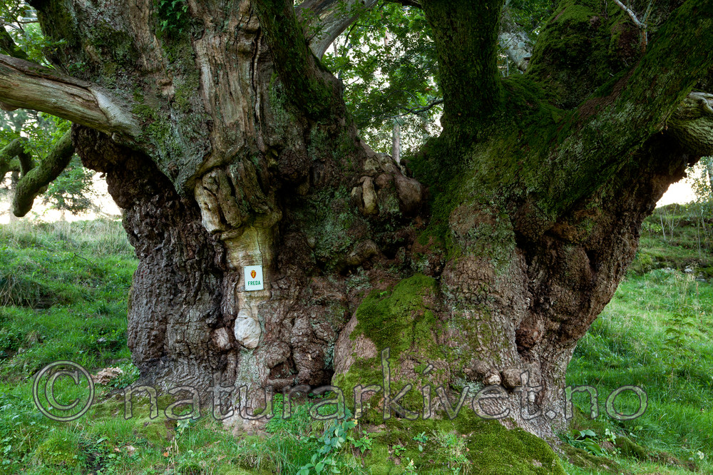KA_110901_7344 / Quercus robur / Sommereik
