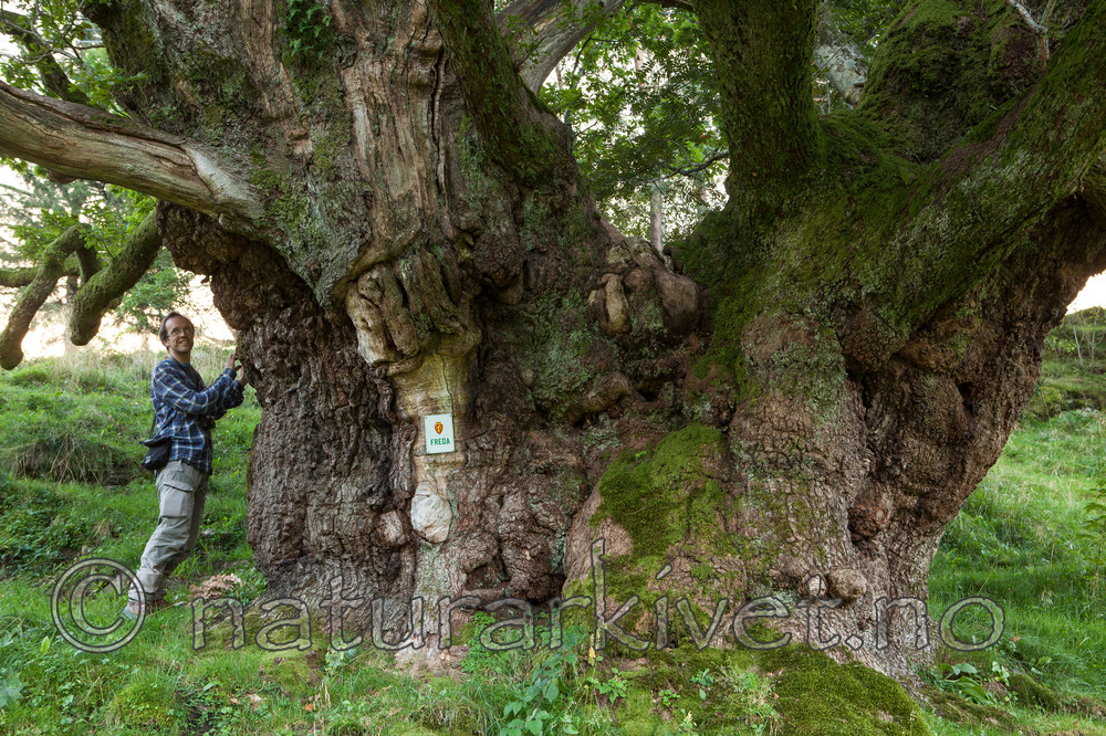 KA_110901_7347 / Quercus robur / Sommereik