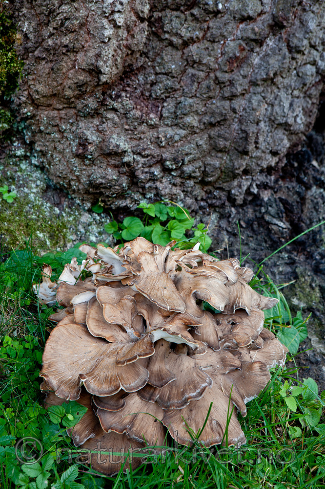 KA_110901_7348 / Grifola frondosa / Korallkjuke <br /> Quercus robur / Sommereik