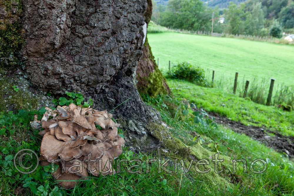 KA_110901_7349 / Grifola frondosa / Korallkjuke <br /> Quercus robur / Sommereik