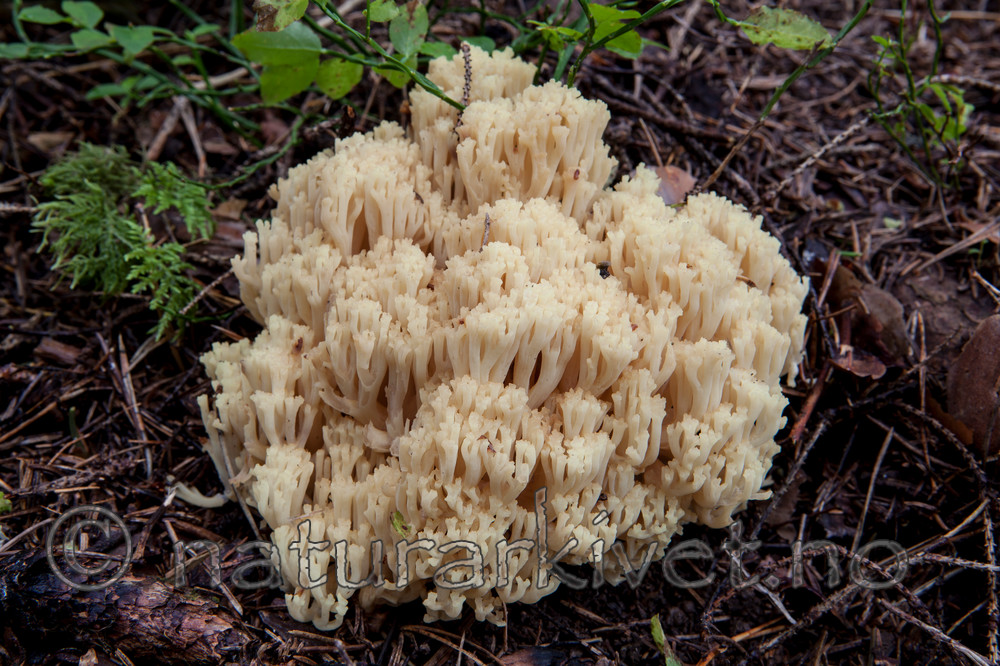 KA_110903_7742 / Ramaria eosanguinea / Jodkorallsopp