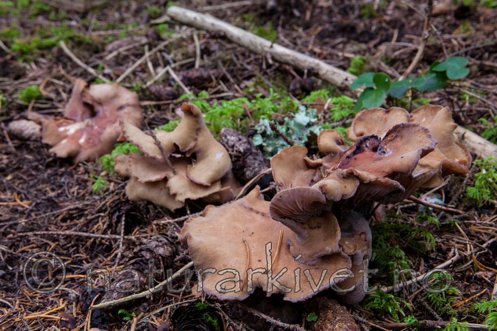 KA_110903_7748 / Gomphus clavatus / Fiolgubbe