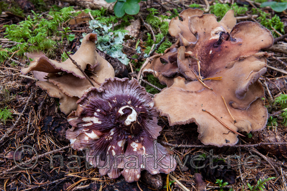 KA_110903_7750 / Gomphus clavatus / Fiolgubbe