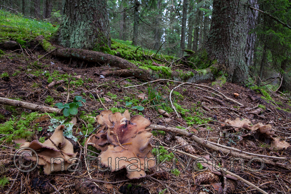 KA_110903_7751 / Gomphus clavatus / Fiolgubbe