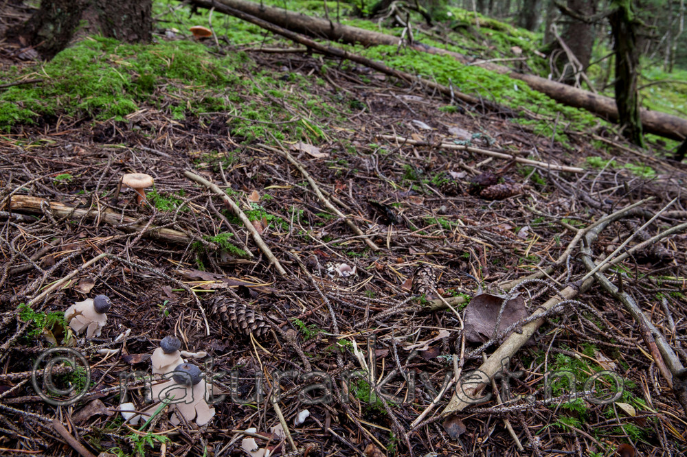 KA_110903_7764 / Geastrum pectinatum / Skaftjordstjerne