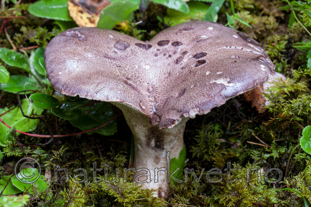 KA_110903_7774 / Sarcodon leucopus / Glattstorpigg