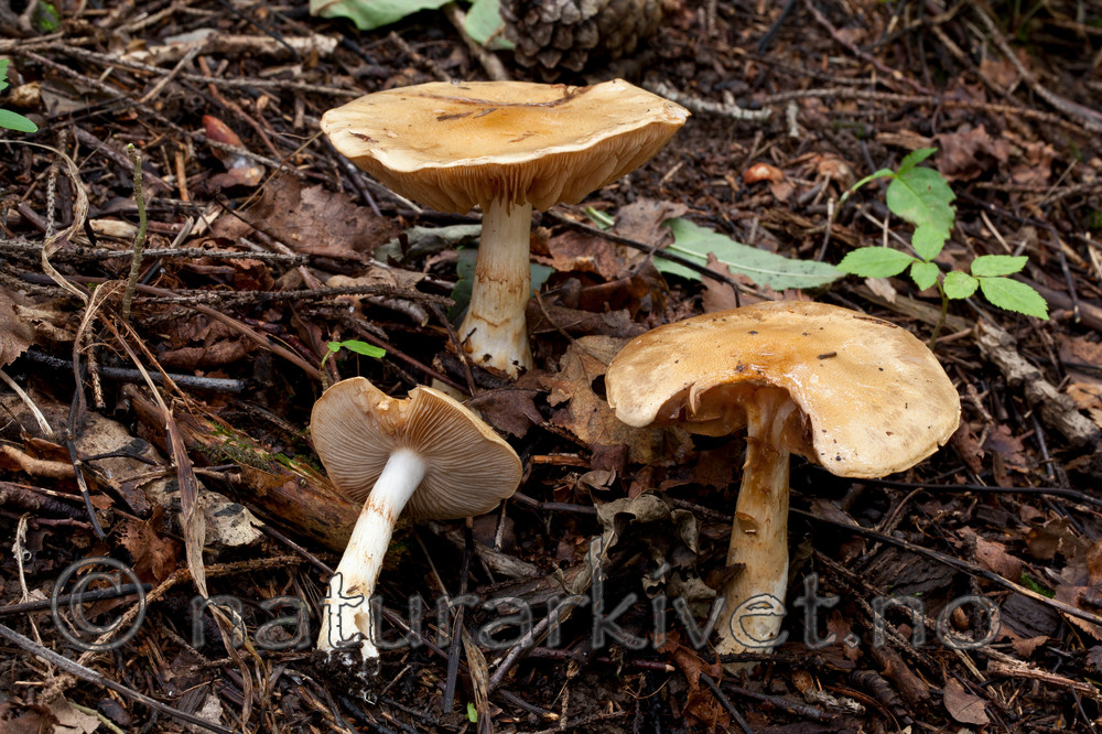 KA_110906_3157 / Cortinarius olidus / Maisslørsopp