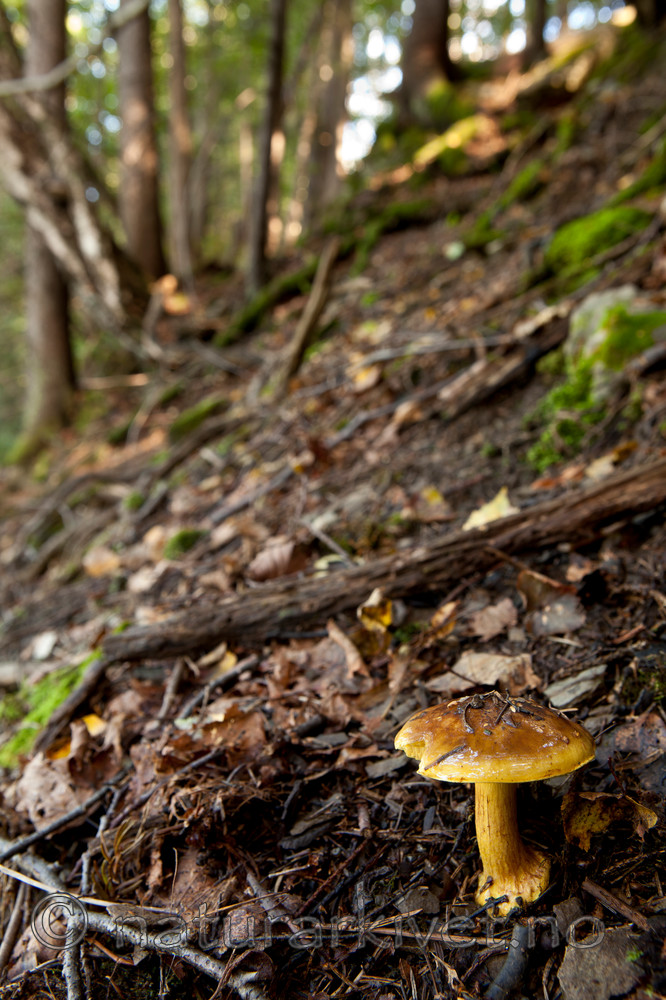 KA_110908_3180 / Cortinarius meinhardii / Kanarigul slørsopp