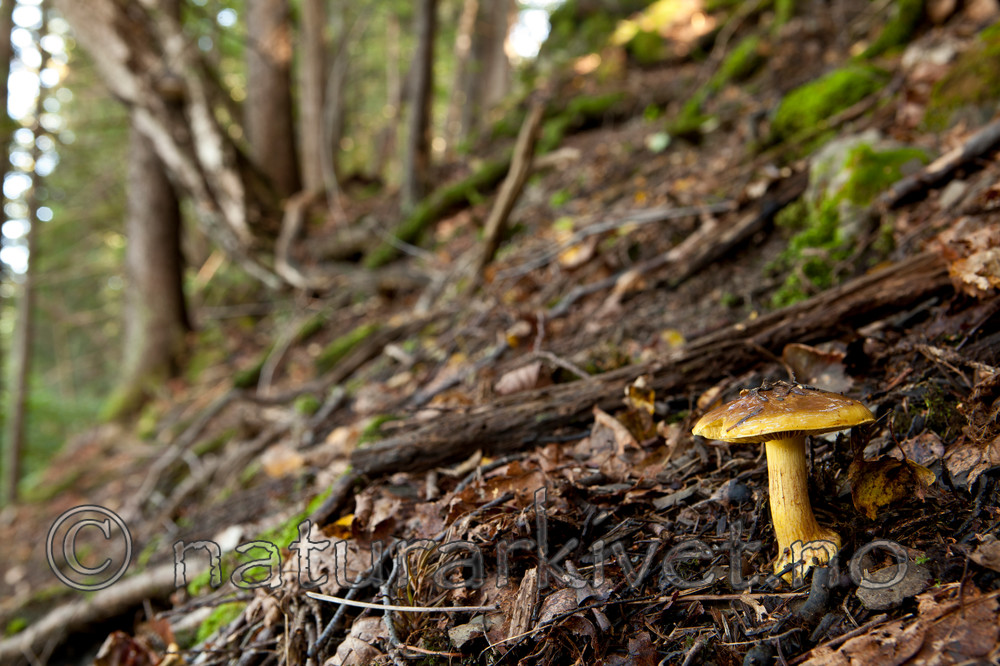 KA_110908_3181 / Cortinarius meinhardii / Kanarigul slørsopp