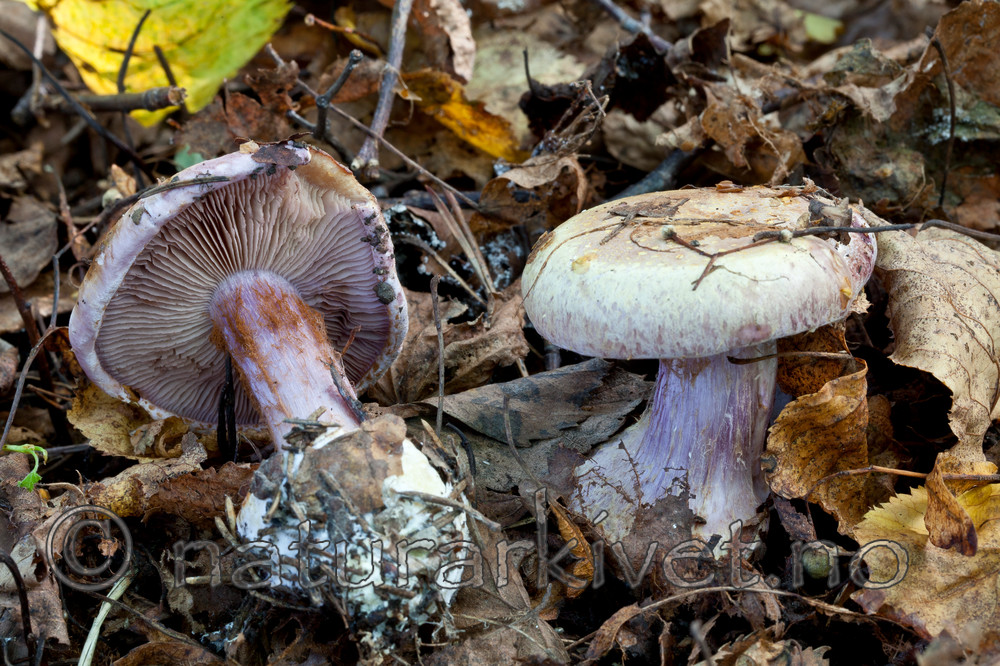 KA_110909_3198 / Cortinarius suaveolens / Lilla jordbærslørsopp