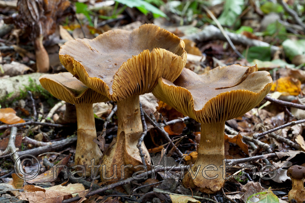 KA_110912_3235 / Cortinarius cotoneus / Hasselslørsopp