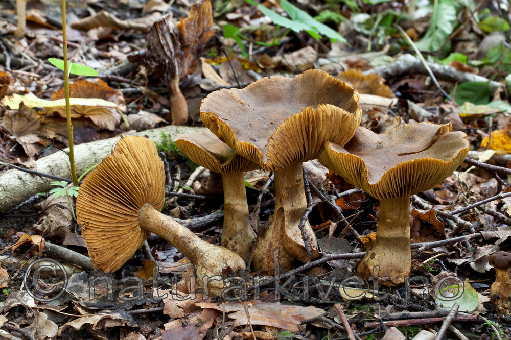 KA_110912_3236 / Cortinarius cotoneus / Hasselslørsopp