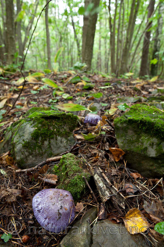 KA_110912_3241 / Cortinarius eucaeruleus / Indigoslørsopp <br /> Cortinarius terpsichores