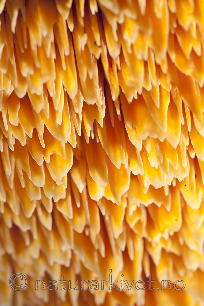 KA_110914_3271 / Pycnoporellus alboluteus / Storporet flammekjuke