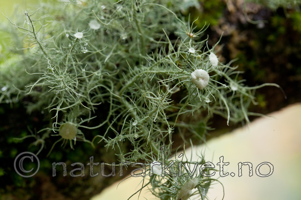KA_110919_3485 / Usnea florida / Blomsterstry